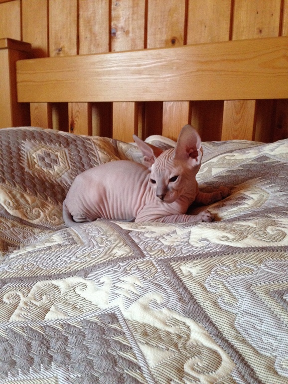 Семейство эльфов)