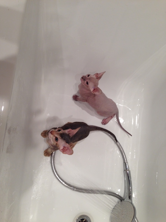 Семейство эльфов)