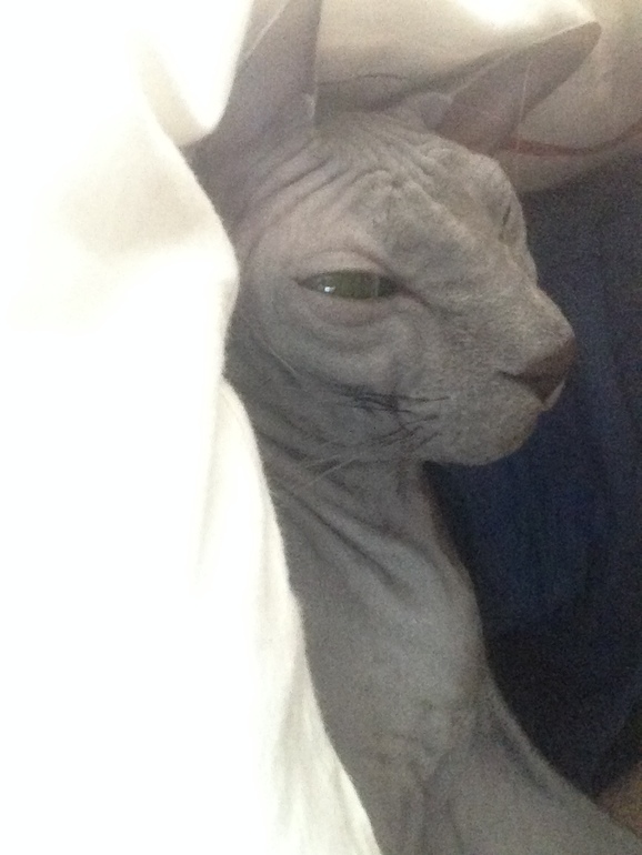 Семейство эльфов)