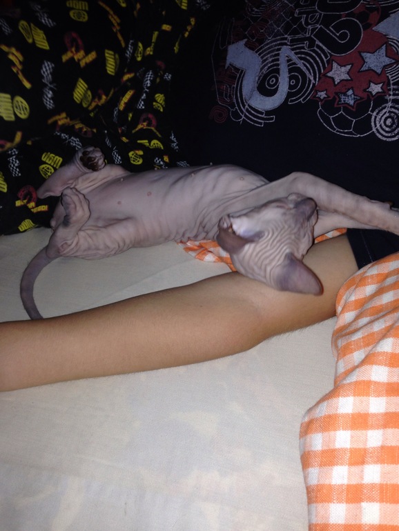 Семейство эльфов)