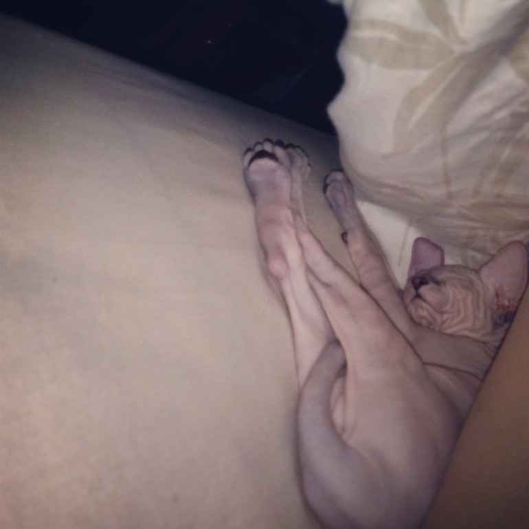 Семейство эльфов)