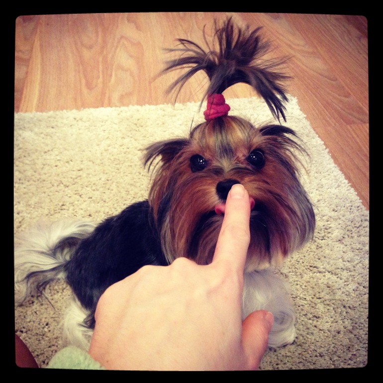 Животинка моя любимая!!)))