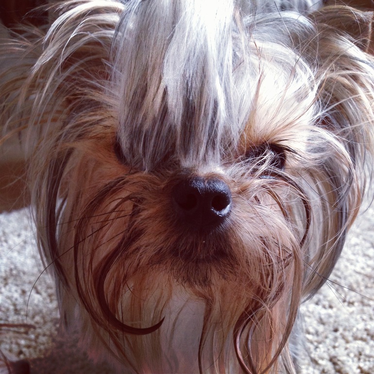 Животинка моя любимая!!)))