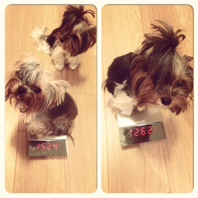 Девочки мои))