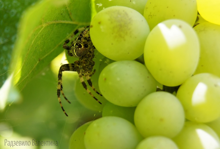 Крым 2013.Виноградный красавец.