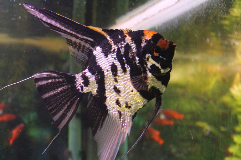 Поездка выходного дня!Парк птиц "Воробьи".