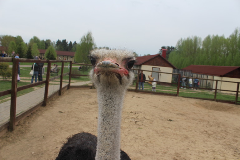 Поездка выходного дня!Парк птиц "Воробьи".