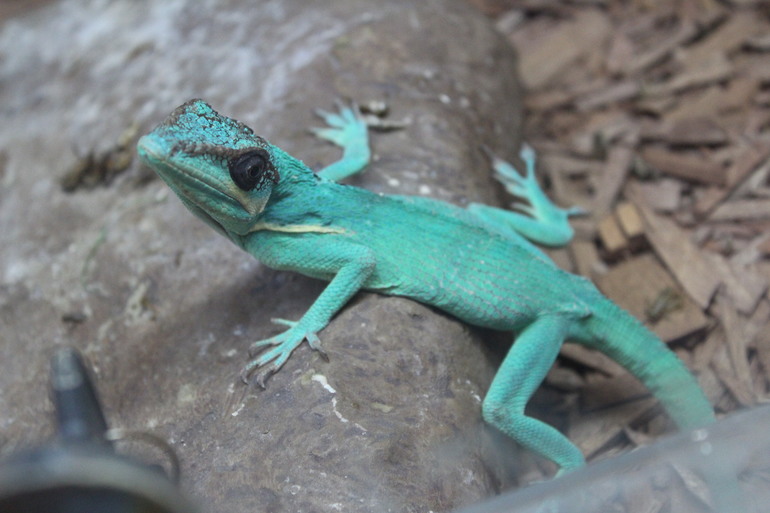 Поездка выходного дня!Парк птиц "Воробьи".