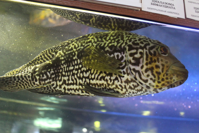 Поездка выходного дня!Парк птиц "Воробьи".