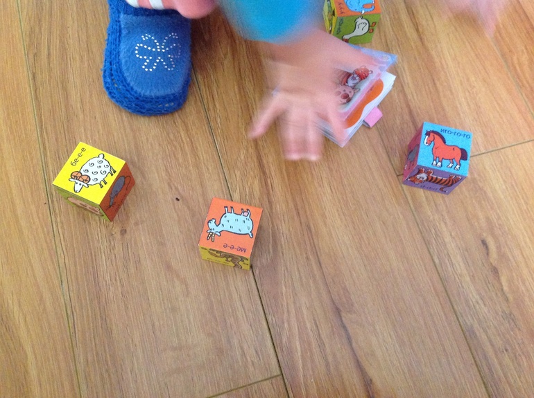 ФМ "Домашние животные". День шестой. Обобщающий.