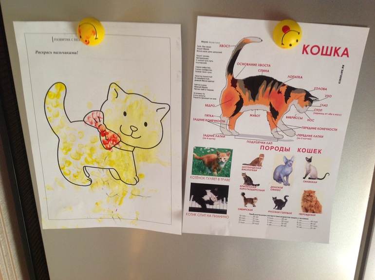 ФМ "Домашние животные". День третий. Кошка.