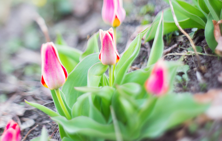 Весна, закат....