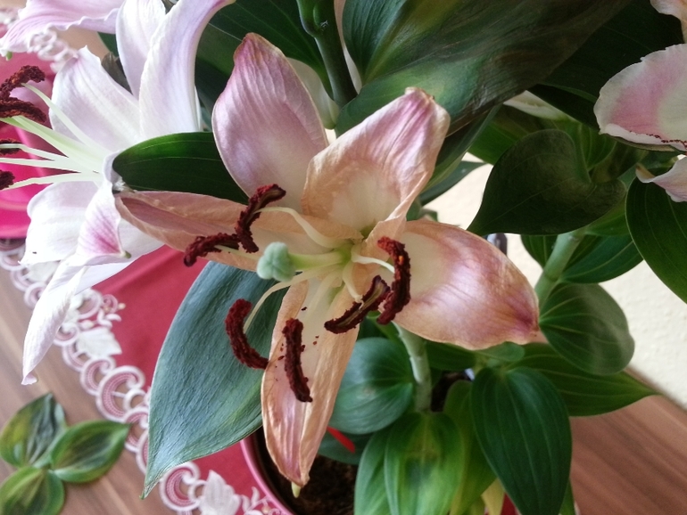 лилия пропадает, помогите...