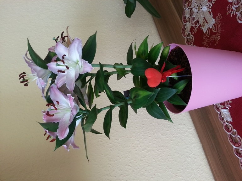 лилия пропадает, помогите...