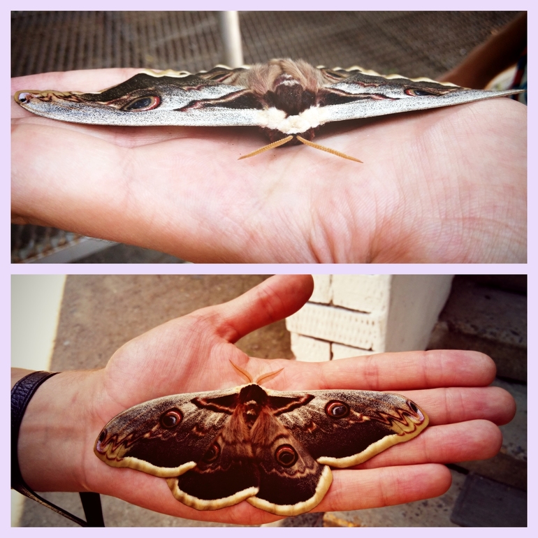 Страшный зверь!