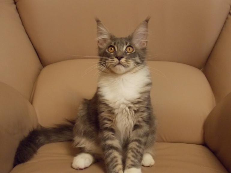 Знакомтесь) Моё счастье с кисточками!