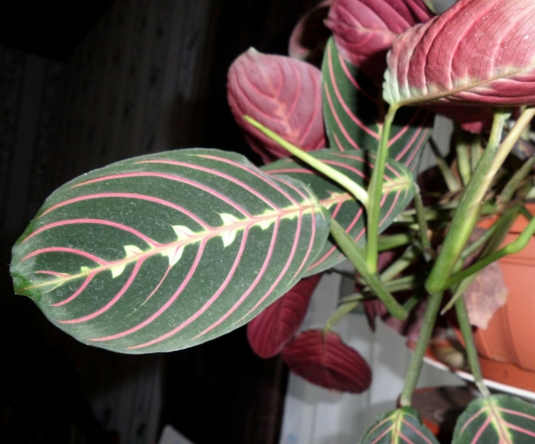 Что за цветочки? Подскажите...