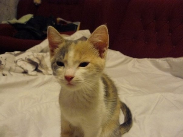 Мое трехцветное счастье...