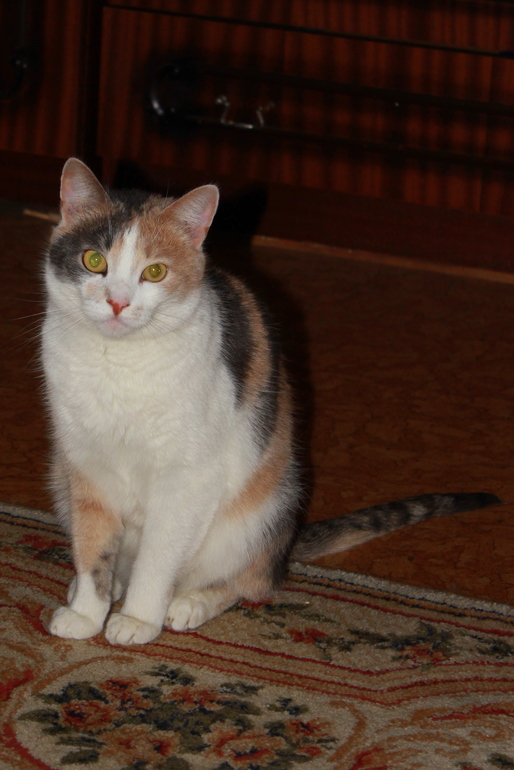 трехцветная пушистая мурлыкающая писечка