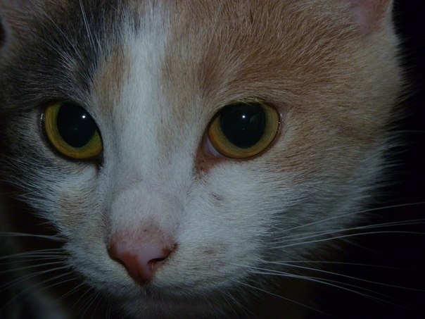 Мое трехцветное счастье...