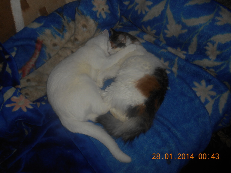 Вот так мои кошки спят)))