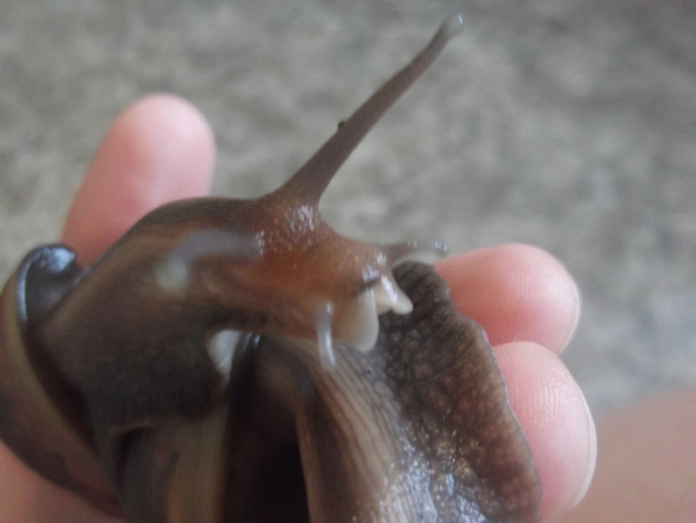 Любимые ахатины и кроль