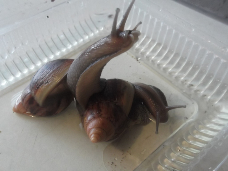 Любимые ахатины и кроль