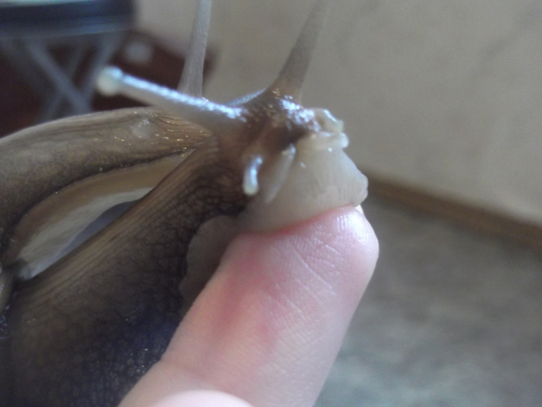 Любимые ахатины и кроль