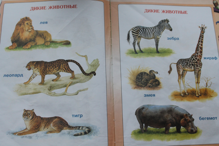 Первая книга малыша.