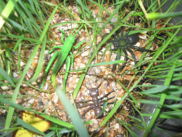 Вариант коробочки для ТН "Насекомые"