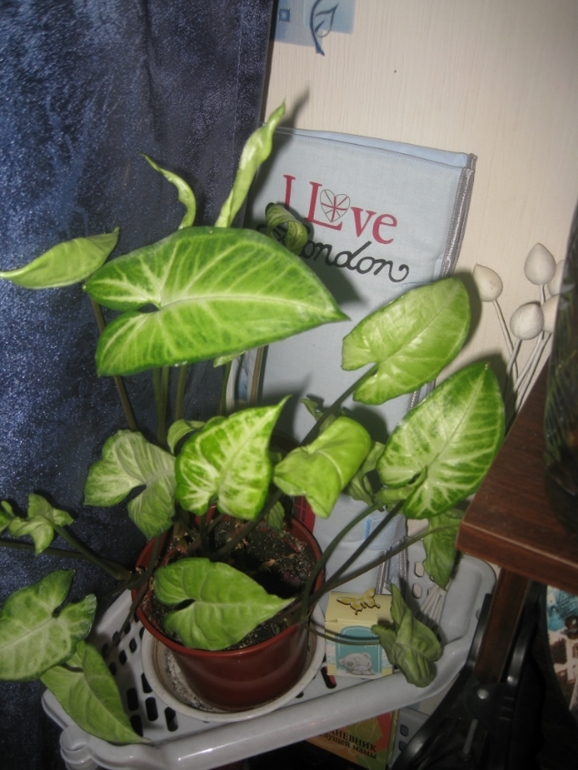 ББ повсюду-вещи на память