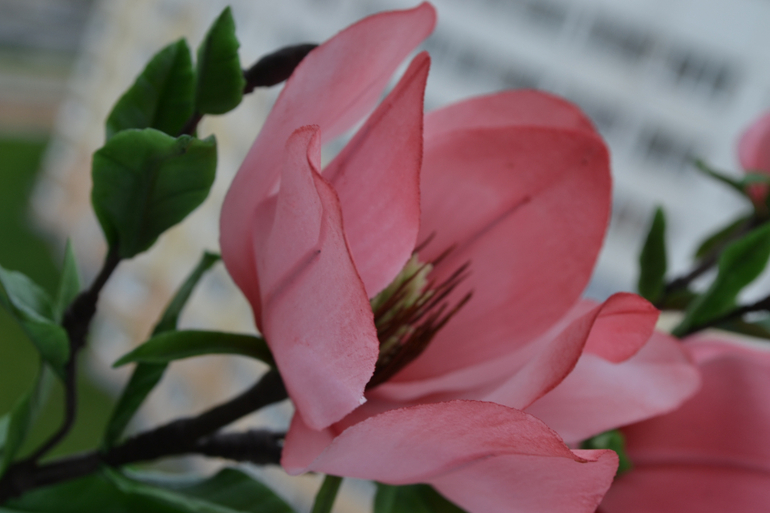 Магнолия......