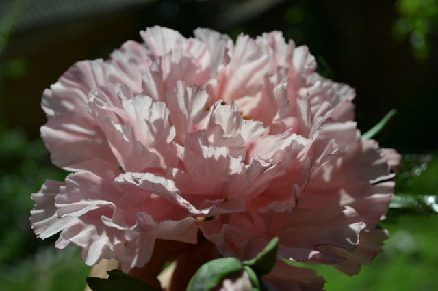 Розовый пион......