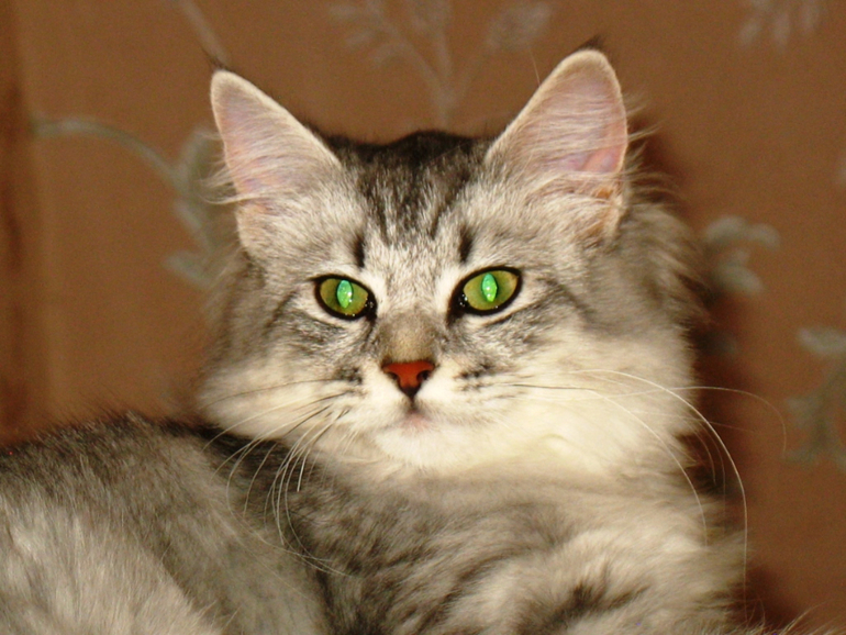 Немного Моти)