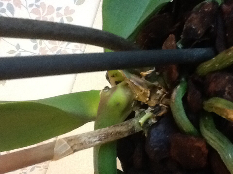 Гниет стебель