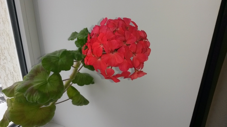 Мои герашки)