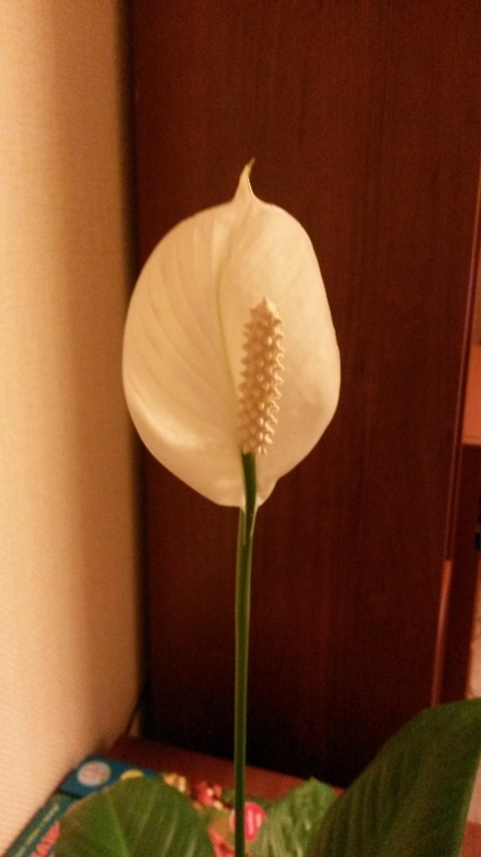 Первое цветение спатифиллума.