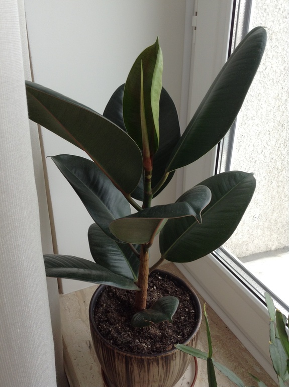 Наш малыш .)