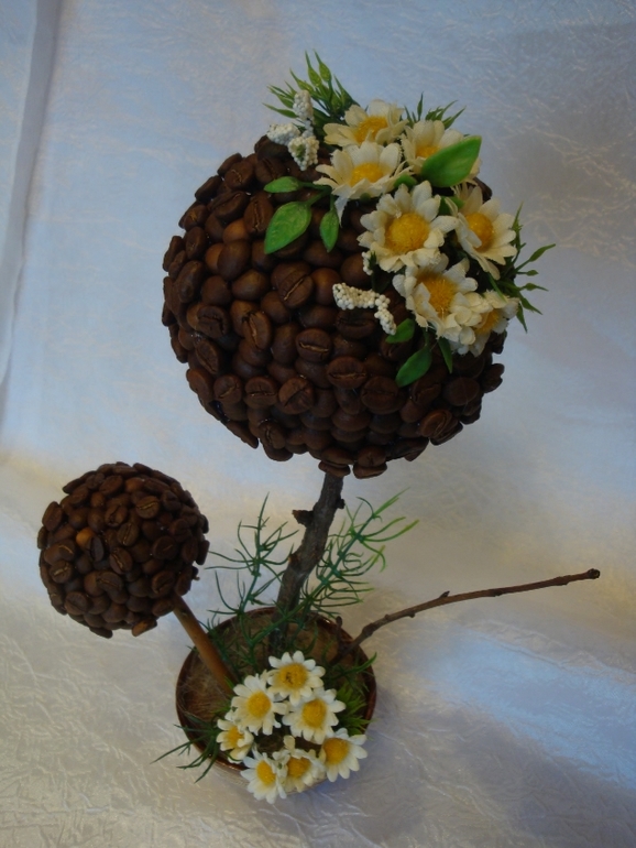 Новые кофейные деревца после долгого перерыва