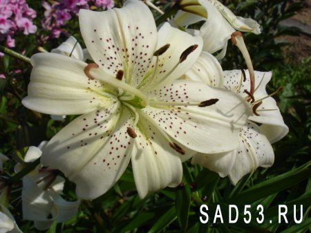 Лилии для подмосковья