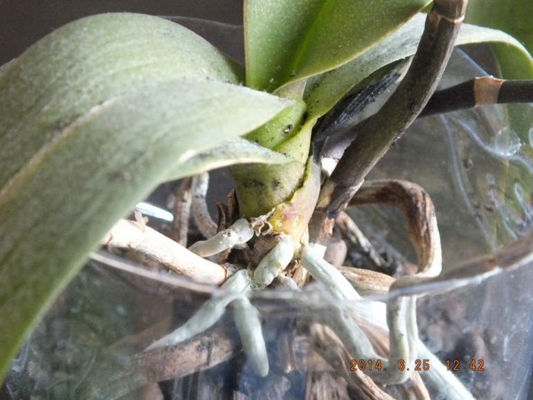 Моя орха (фаленопсис)! Помогите!