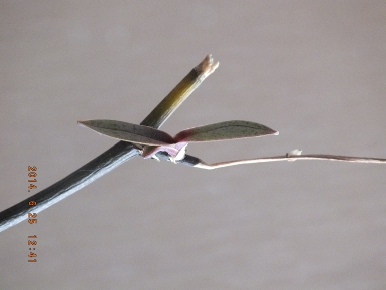 Моя орха (фаленопсис)! Помогите!