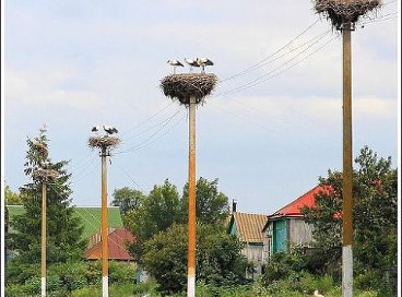 Желаю всем поскорее встретиться с этими добрыми птицами!