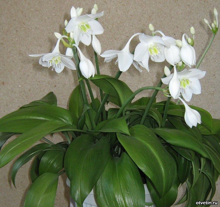 Куплю Эухарис!!