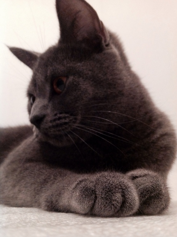 Раскажу о своей усатой малютке кисе-Джесс