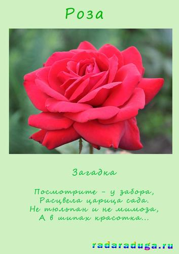 Свадебный тост за брата Свадебный тост за брата