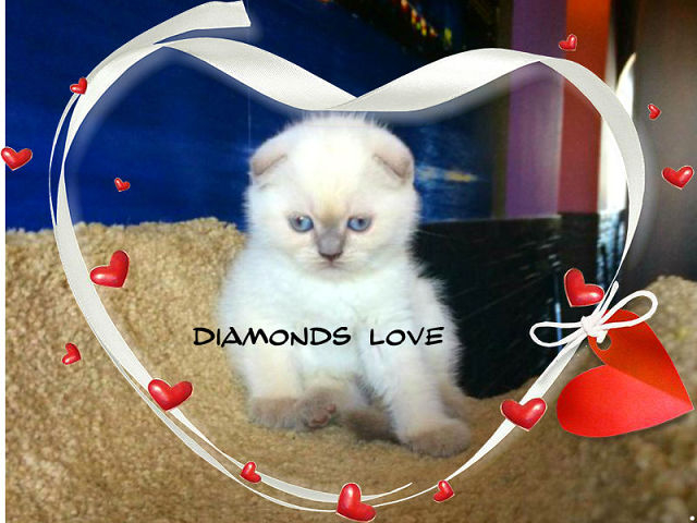 ПРОДАЖА!!! КЛУБНАЯ  ВИСЛОУХАЯ ДЕВОЧКА В ЭЛИТНОМ ОКРАСЕ!