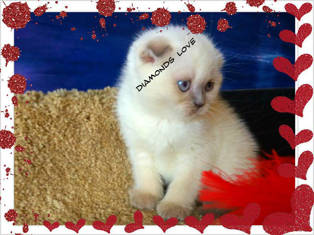 ПРОДАЖА!!! ВИСЛОУХИЕ ДЕВОЧКИ В ЭЛИТНОМ ОКРАСЕ ГОЛУБОГЛАЗКИ МОСКВА 89653408373