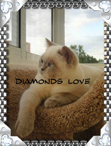 ПРОДАЖА! МОСКВА КЛУБНЫЕ ВИСЛОУХИЕ ДЕВОЧКИ В ЭЛИТНОМ ОКРАСЕ 89653408373