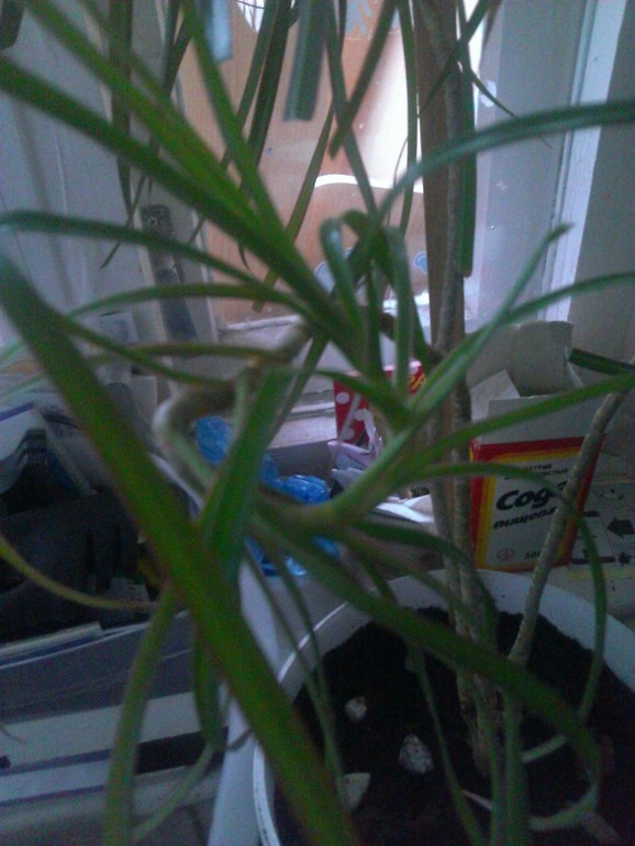 Как правильно рассадить драцену?